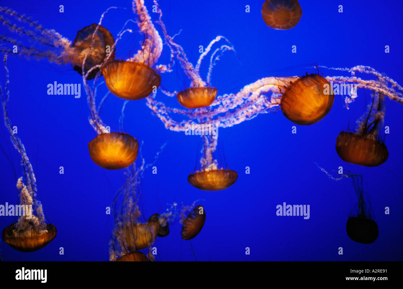 USA California Monterey Monterey Aquarium, Quallen, schwarzen Meer Brennnessel Stockfoto