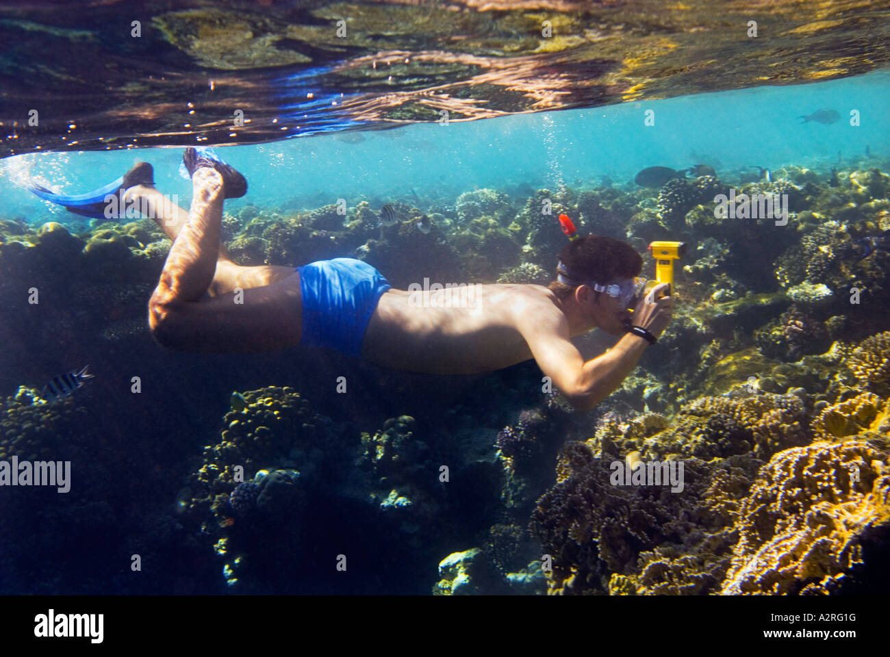 Fotograf Schnorcheln Tauchen Schutzbrille unter Wasser Kamera Riff Riff in Sharm El Sheikh Ägypten HADABA Schnorchler unter Wasser gelbe Stockfoto