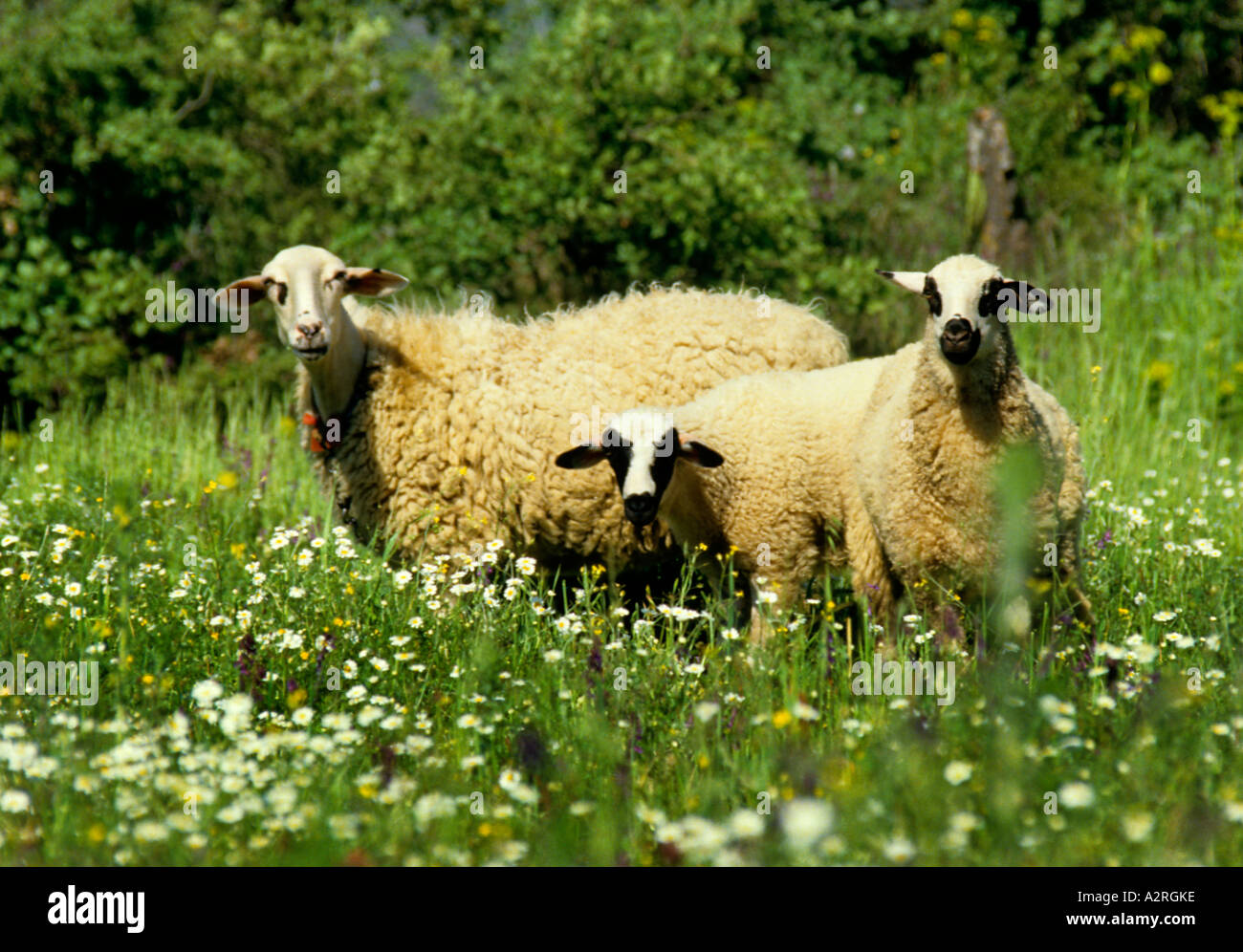 Schaf Schafe Griechisch Griechenland Hirte Hirte Rinder Stockfoto