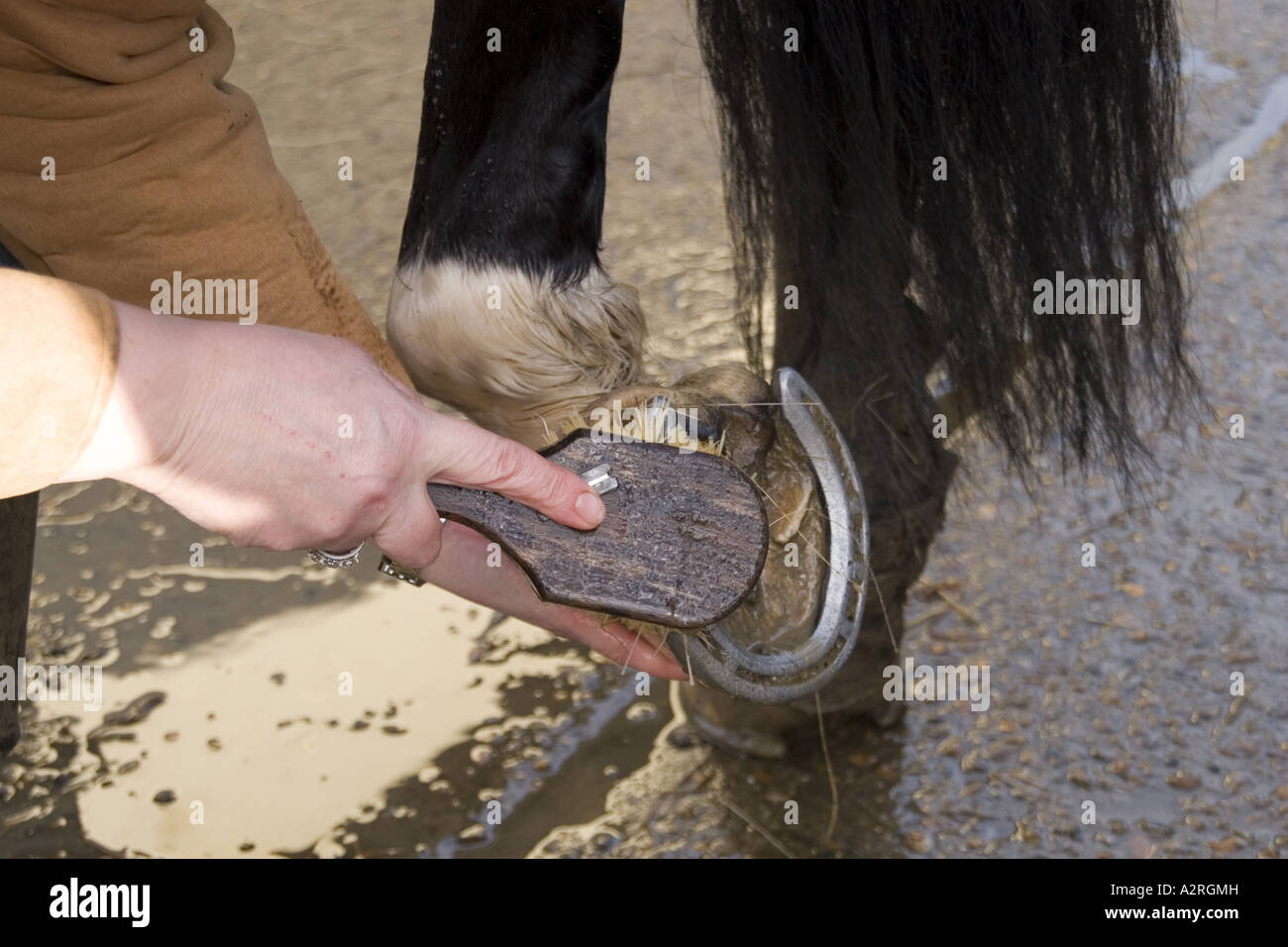 Ausbürsten Pferde HUF Stockfoto Ausbürsten Pferde HUF Stockfoto
