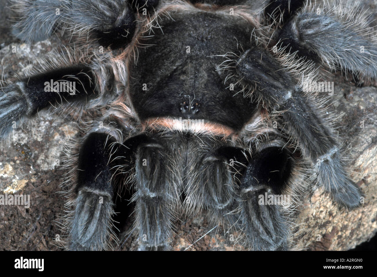Nahaufnahme einer weiblichen, lockhaarigen Tarantula Brachypelma albopilosum mit Augen Stockfoto