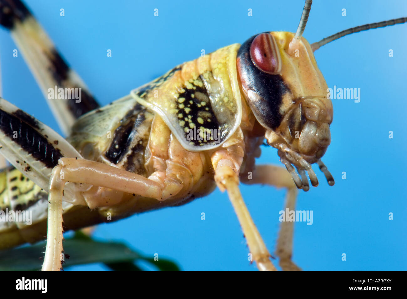 Heuschrecke Heuschrecke Trichter von Brachland Wildnis Wüstenlandschaft Feldheuschrecken blauen einfarbigen Hintergrund Stockfoto