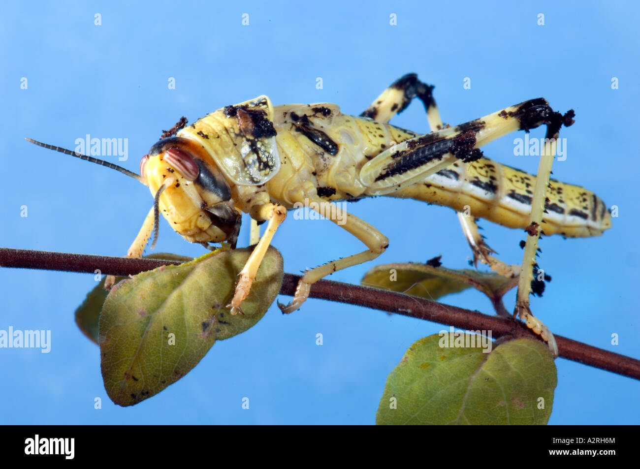 Heuschrecke Heuschrecke Trichter von Brachland Wildnis Wüstenlandschaft Feldheuschrecken blauen einfarbigen Hintergrund Stockfoto