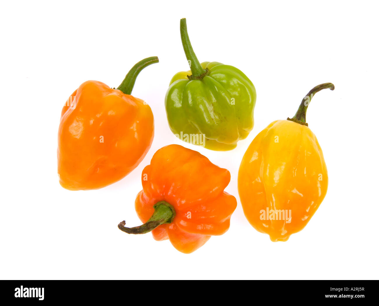 HABANEROS Chilis sehr heiße würzige Chili Paprika gelb grün orange rot 4 vier Stockfoto