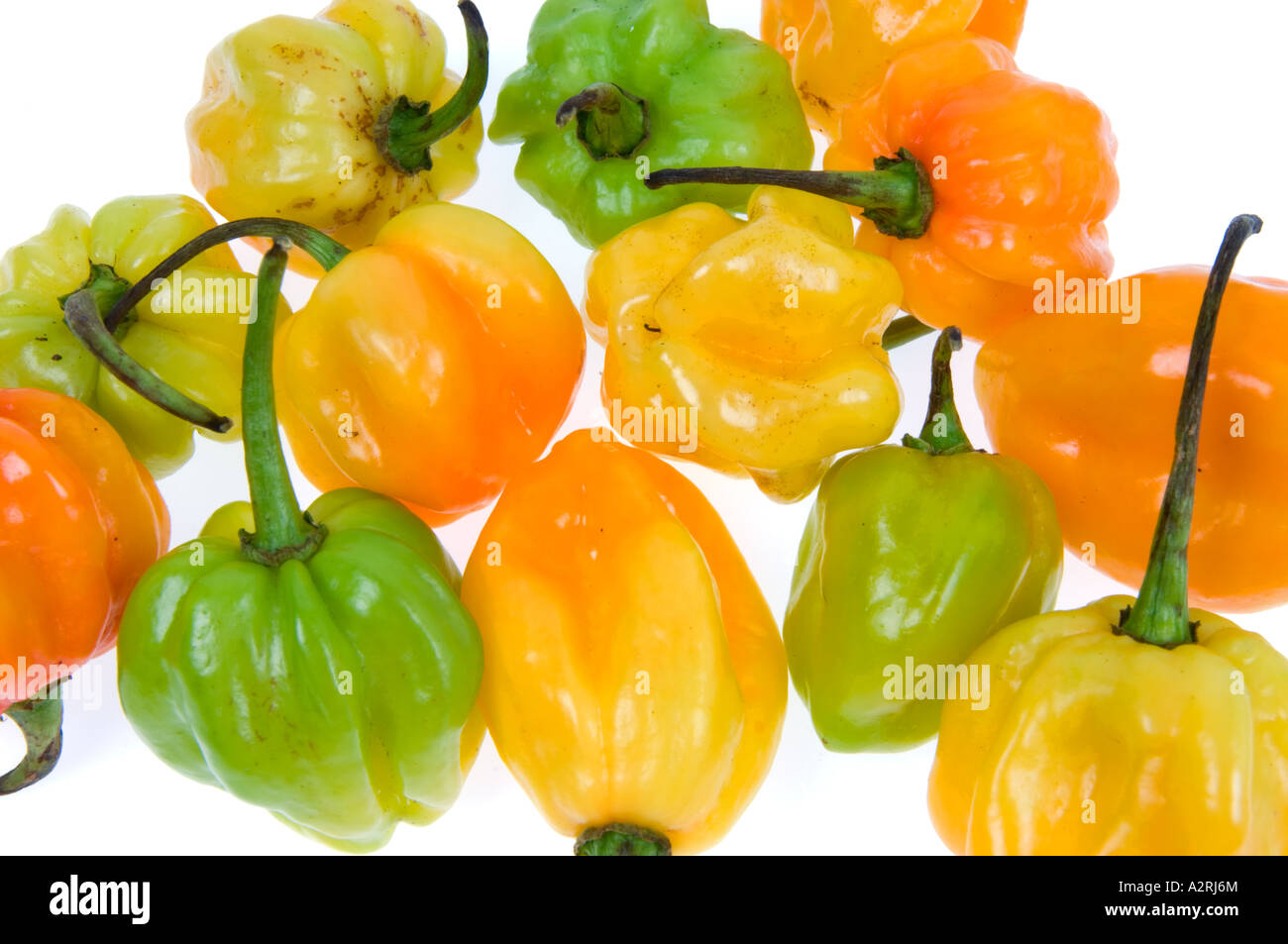 HABANEROS Chilis sehr heiße würzige Chili Paprika gelb grün Orange rot Stockfoto