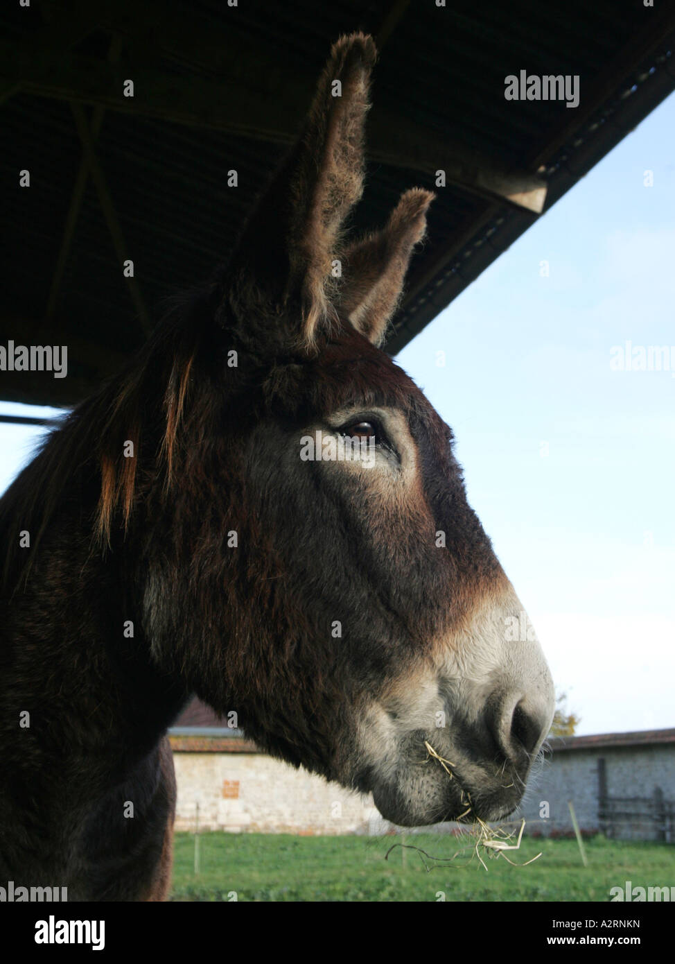 Eine Nahaufnahme von einem Esel Kopf, auf einem Bauernhof. Stockfoto