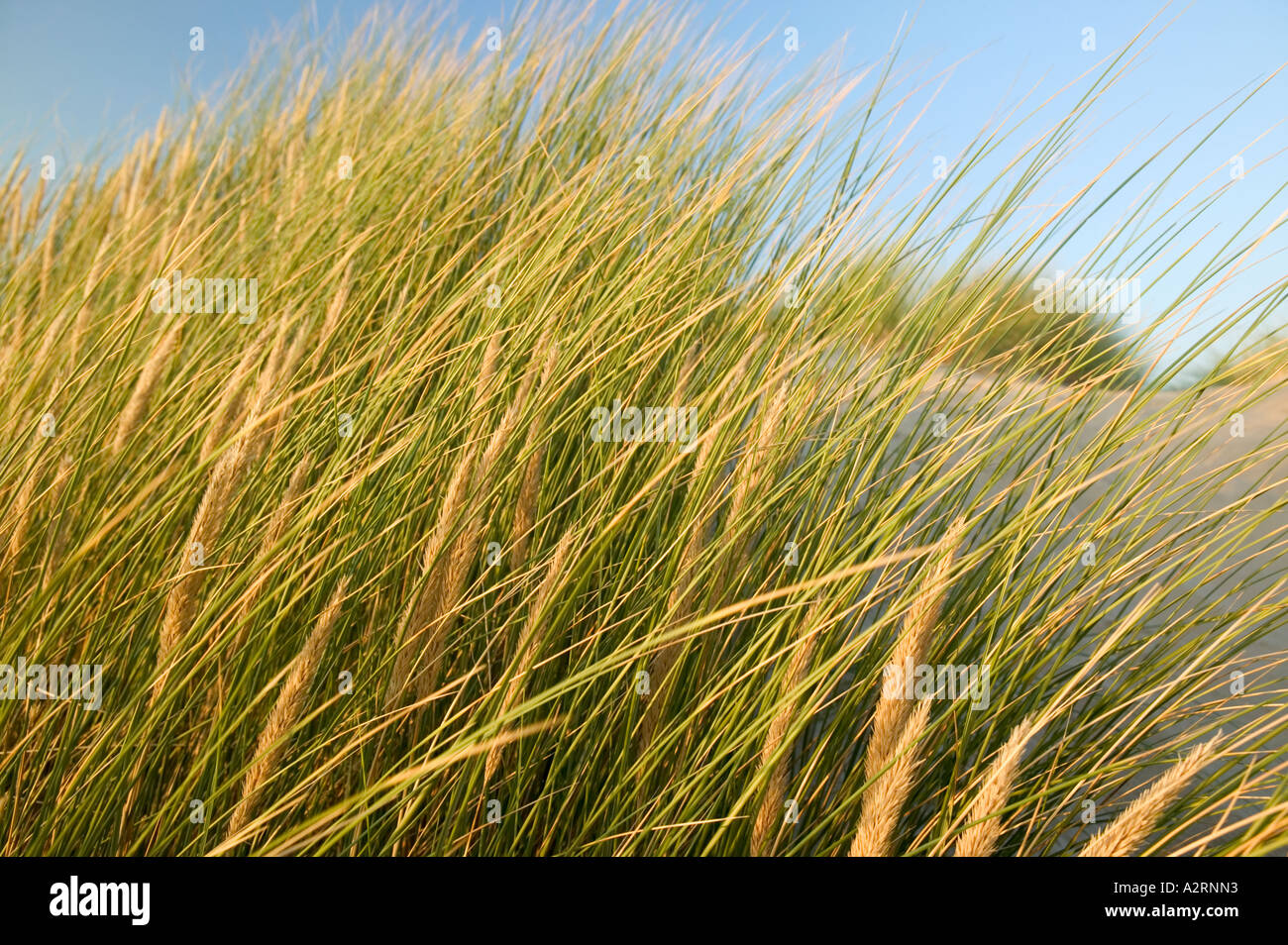 Maram Grass Dünen Twyni Bach Borth Ceredigion Wales Stockfoto