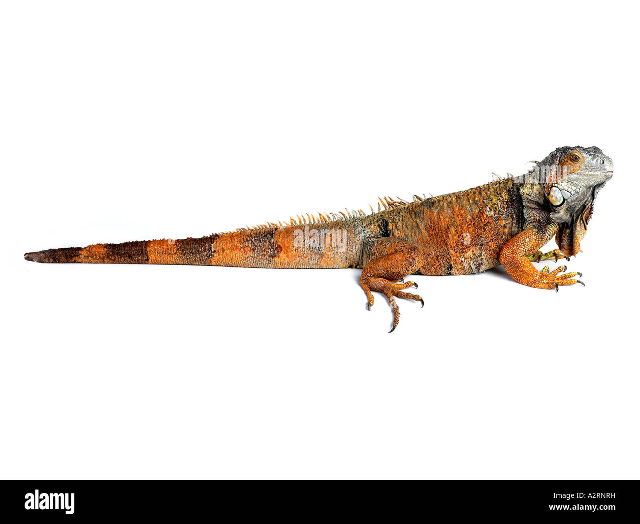 Ein Bild voller Länge einer jungen Leguan. Stockfoto