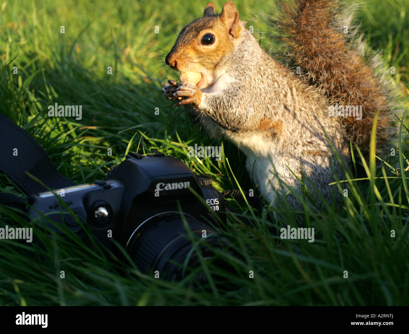 Ein Eichhörnchen hält eine Mutter in der Nähe von einer Canon-Kamera. Stockfoto