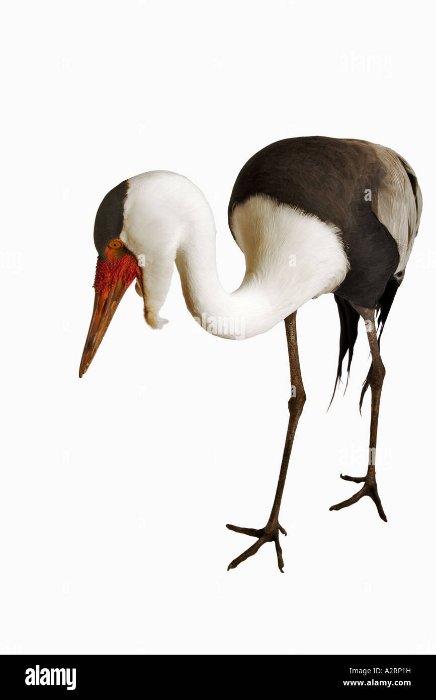 Flecht-Kran Grus Carunculata bedrohte Verbreitung reicht in elf Ländern aus Äthiopien, Südafrika Stockfoto