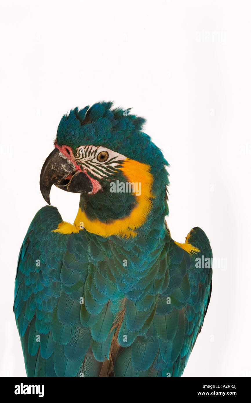Blauer throated Macaw Ara Glaucogularis Vertrieb Nord und Ost-Bolivien Stockfoto