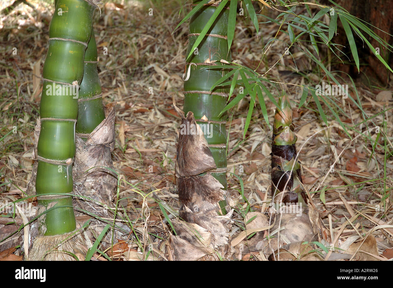 Wamin bambus -Fotos und -Bildmaterial in hoher Auflsung  Alamy