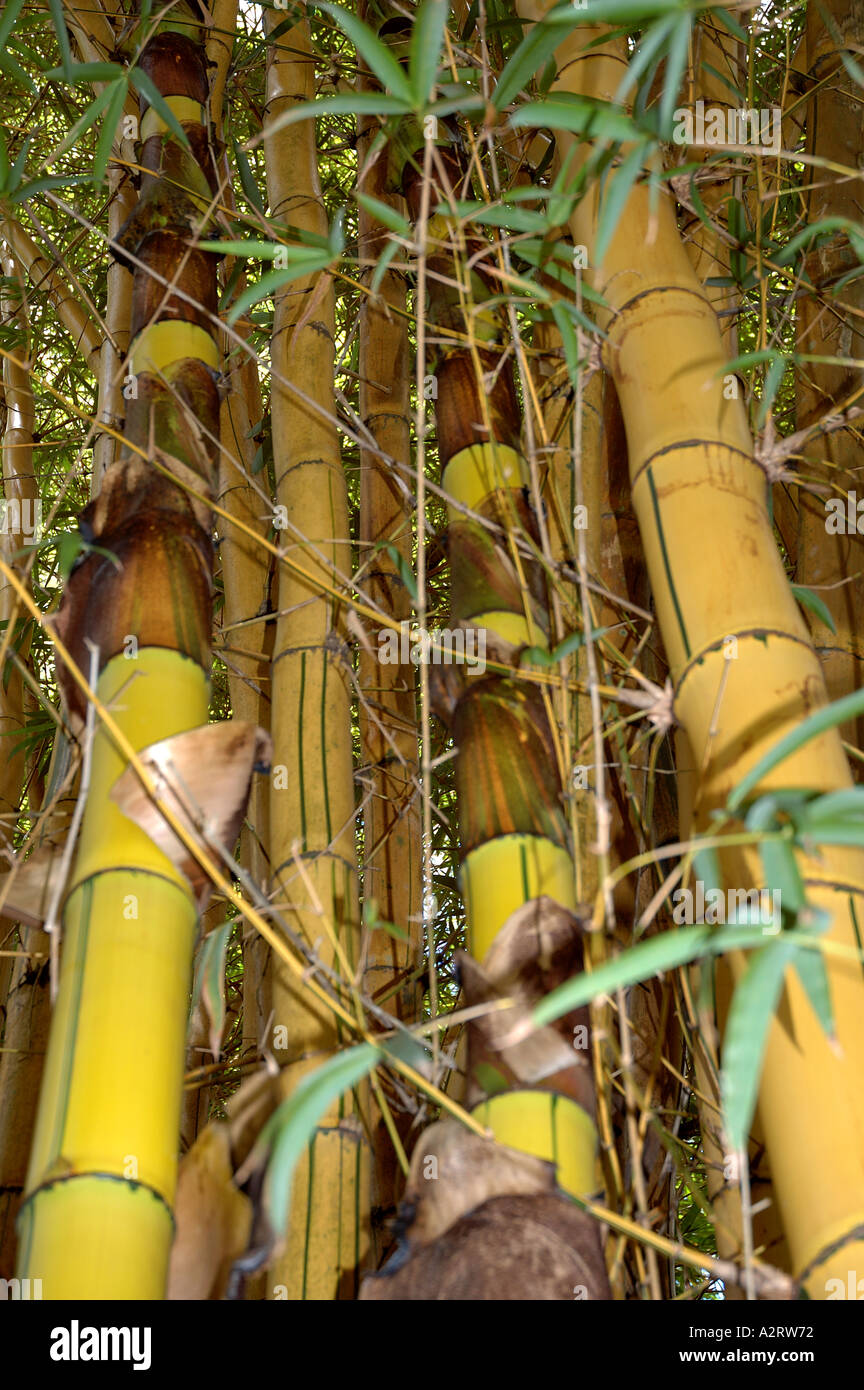 Bambusa vulgaris striata -Fotos und -Bildmaterial in hoher Auflsung  Alamy