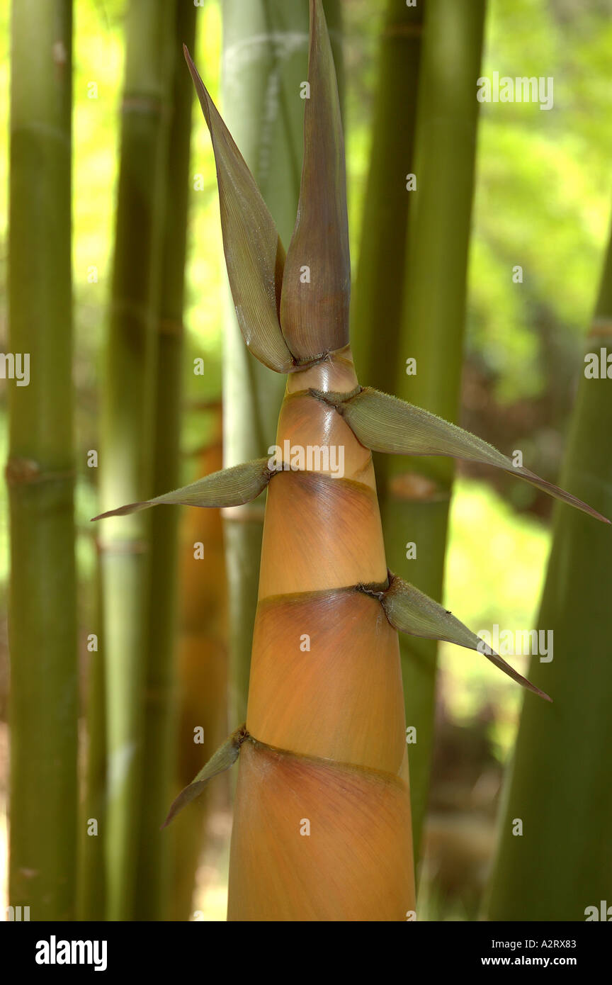 Dendrocalamus Latiflorus jung essbar schieen s Wa Bo Wani Ma Zhu Tian  Zhu se Bambus Ma Chiku Bambu Taiwan Botong Stockfotografie - Alamy