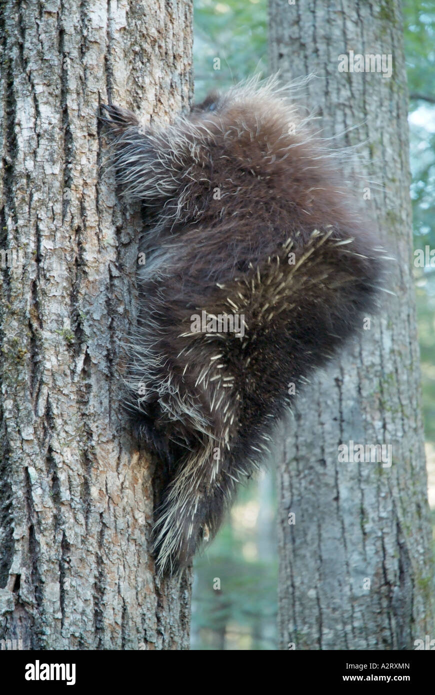 New England Porcupine Erethizon Dorsatum Carl von Linné Stockfoto