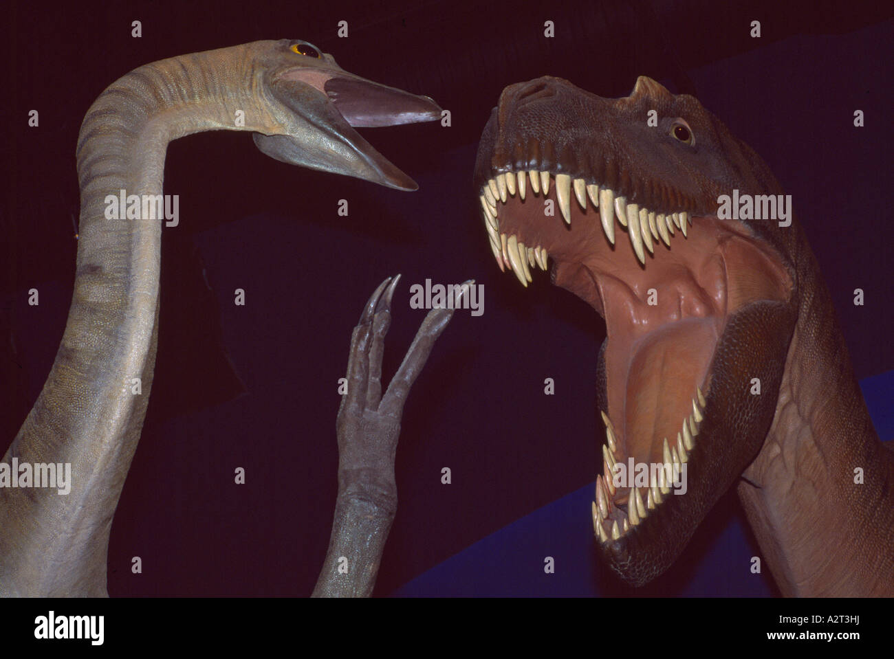 Prince George, BC, Britisch-Kolumbien, Kanada - Dinosaurier-Modell-Ausstellung, Struthiomimus, Tyrannosaurus Rex Dinosaurier Museum Anzeige Stockfoto