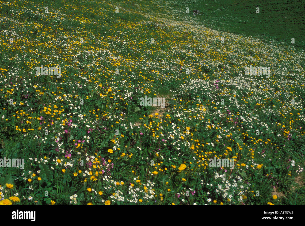 Almwiese mit Frühling Blumen Berner Oberland Alpen der Schweiz Stockfoto