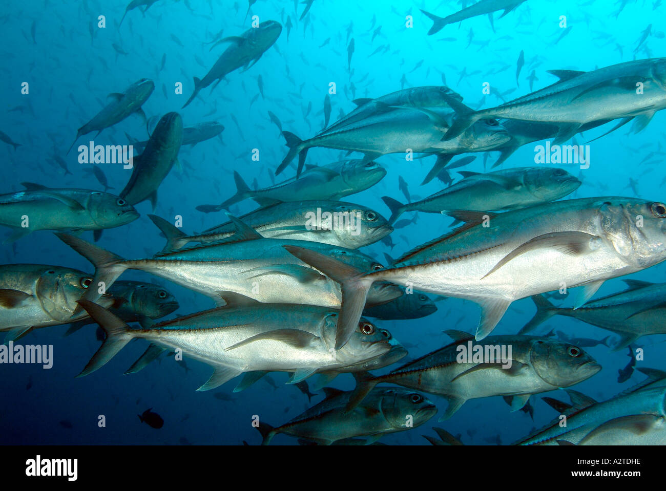 Schule von Jacks herumschwimmen Darwin Insel Stockfoto