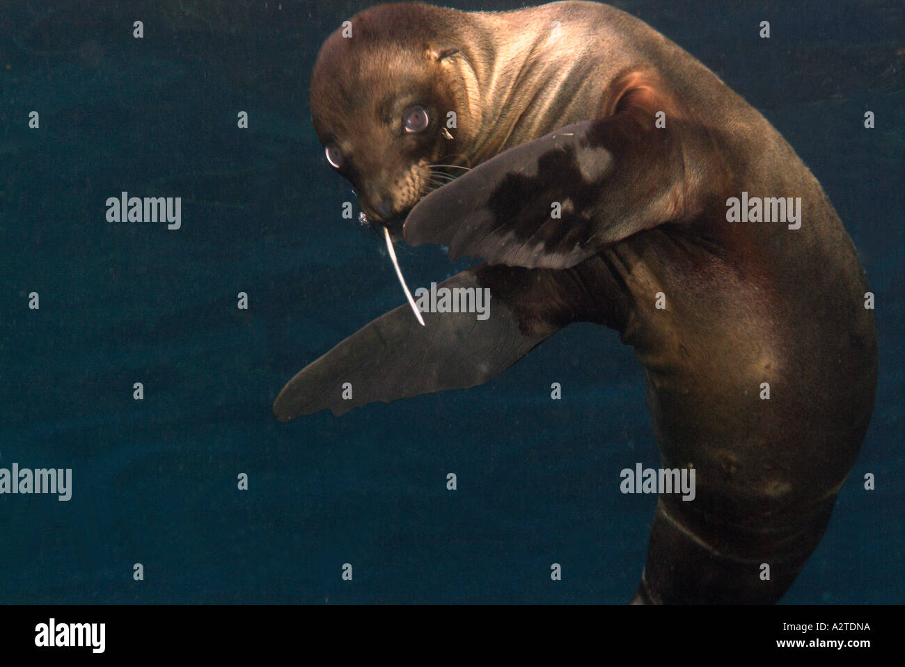 Löwen spielen rund um Darwin Insel Stockfoto