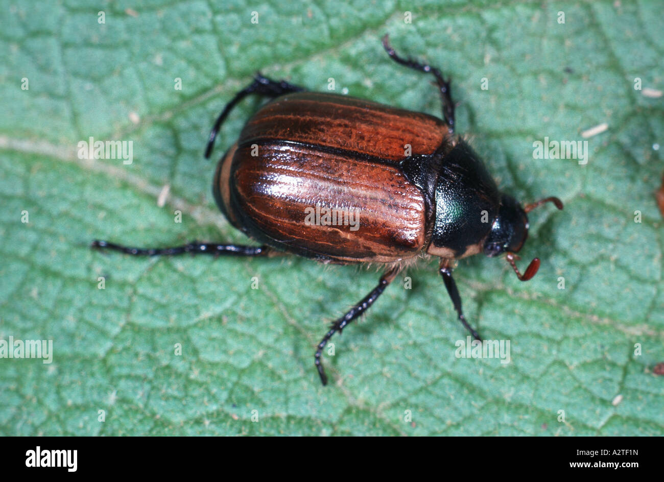 Garten Chafer (Phyllopertha Horticola), imago Stockfoto