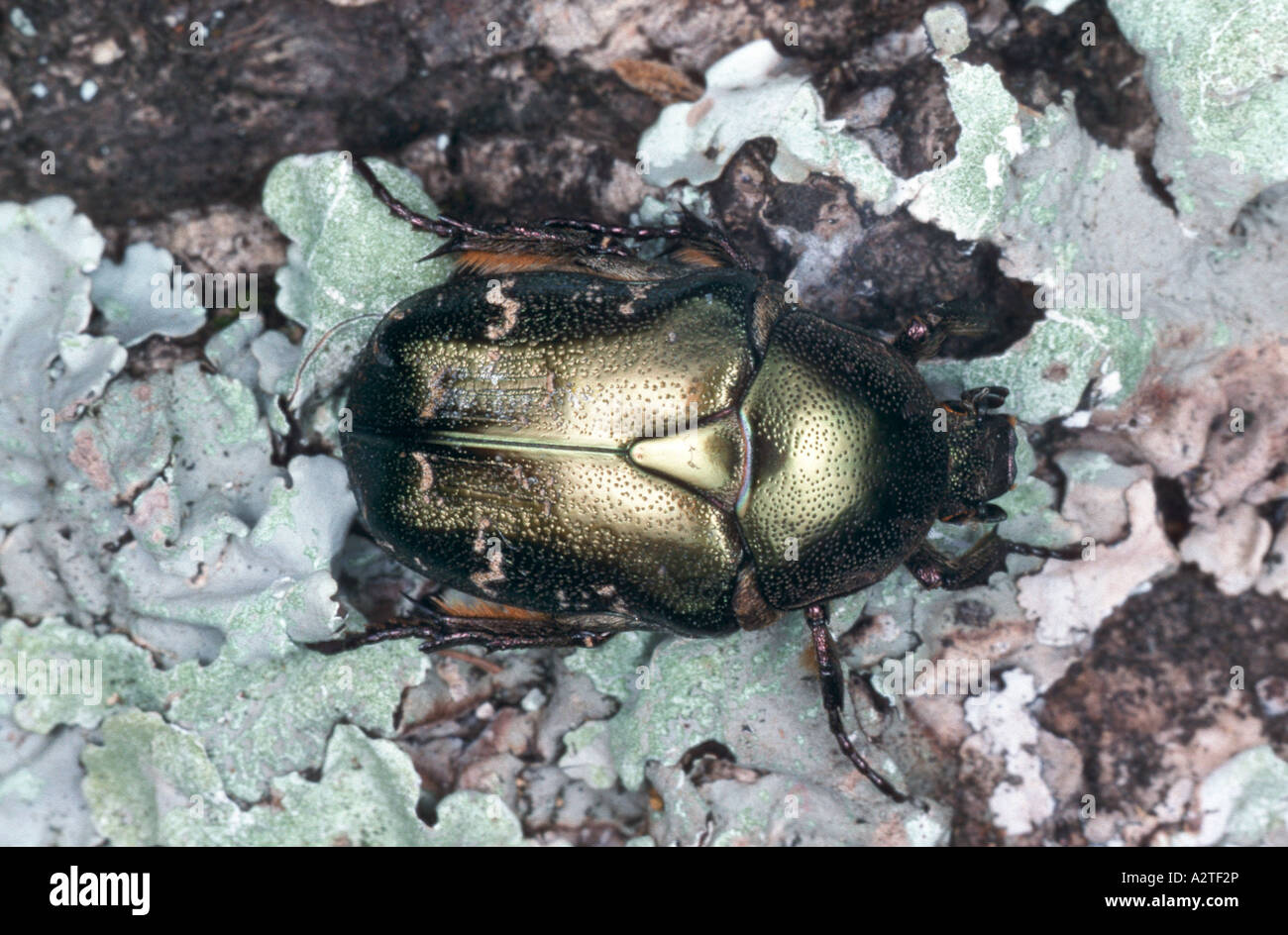 Rose Chafer (Potosia Cuprea), imago Stockfoto
