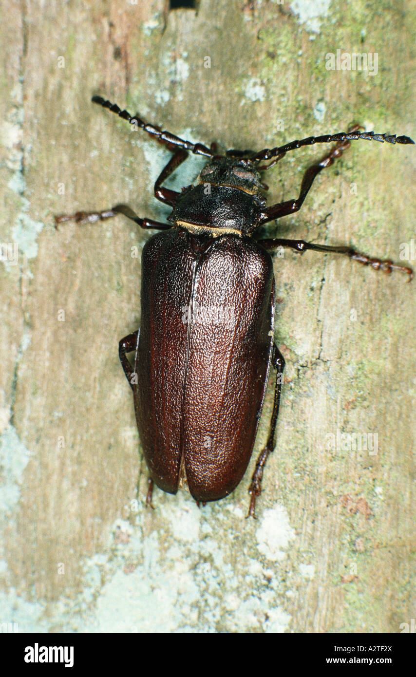 Prionus Longhorn Beetle (größere britische Longhorn) (Prionus Coriarius), Imago Stockfoto