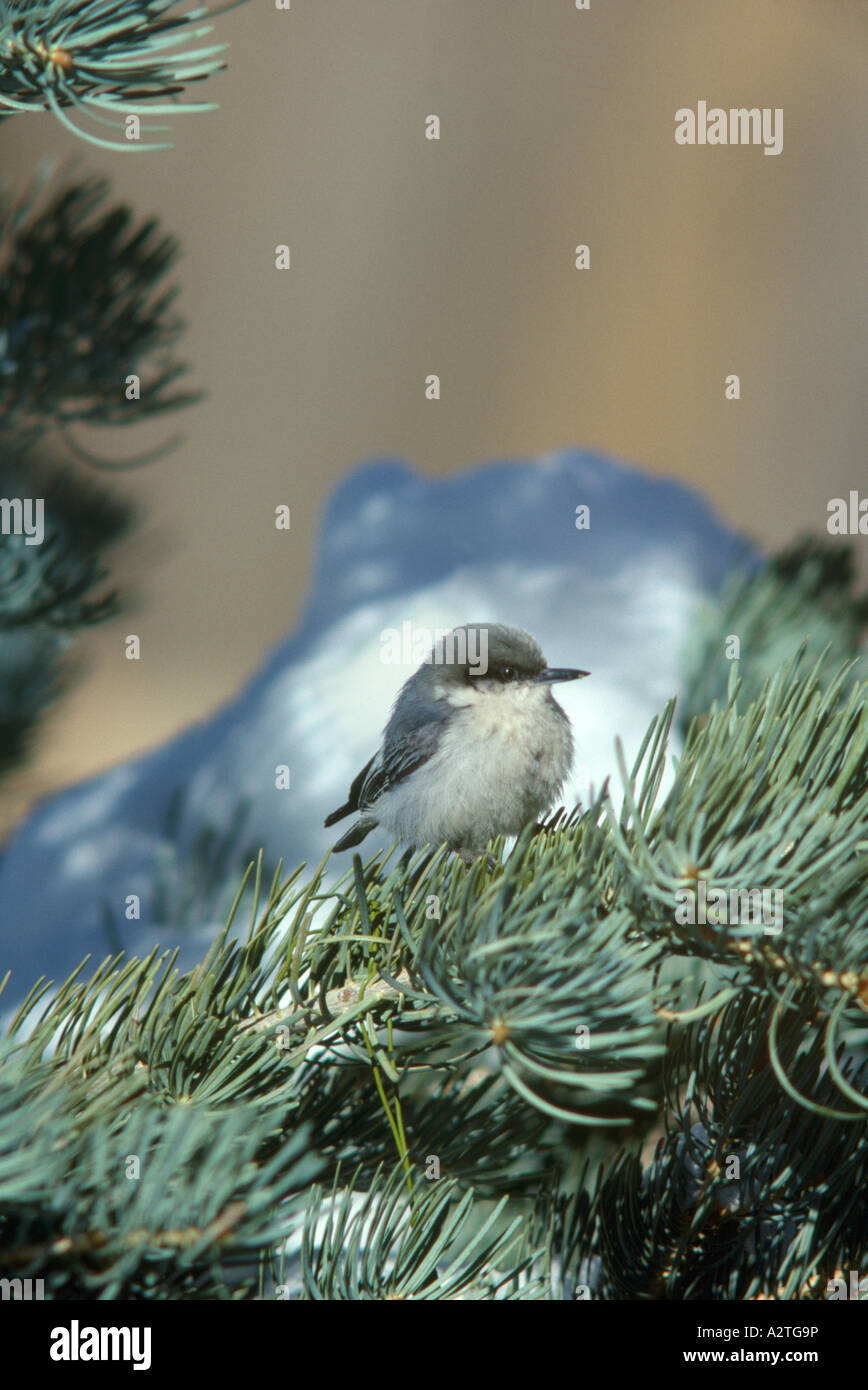PYGMÄEN KLEIBER ESSEN SUET AUF KIEFER (SITTA PYGMAEA) GEBUNDEN / COLORADO Stockfoto