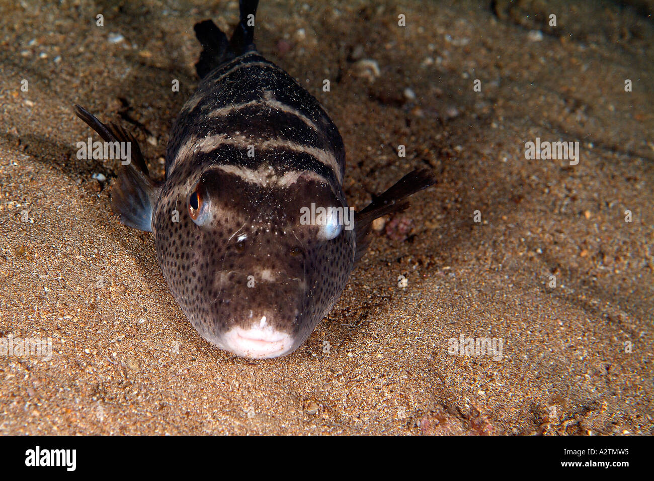 Spotfin Burrfish im Galapagos-Archipel Stockfoto