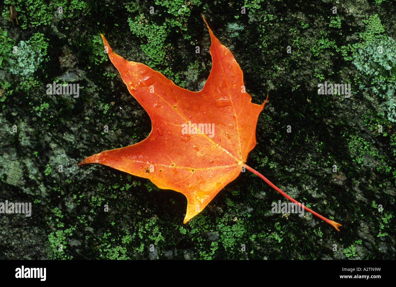 Ein gefallener Ahornblatt auf Flechten bedeckten Felsen, Vermont, New England, USA. Stockfoto