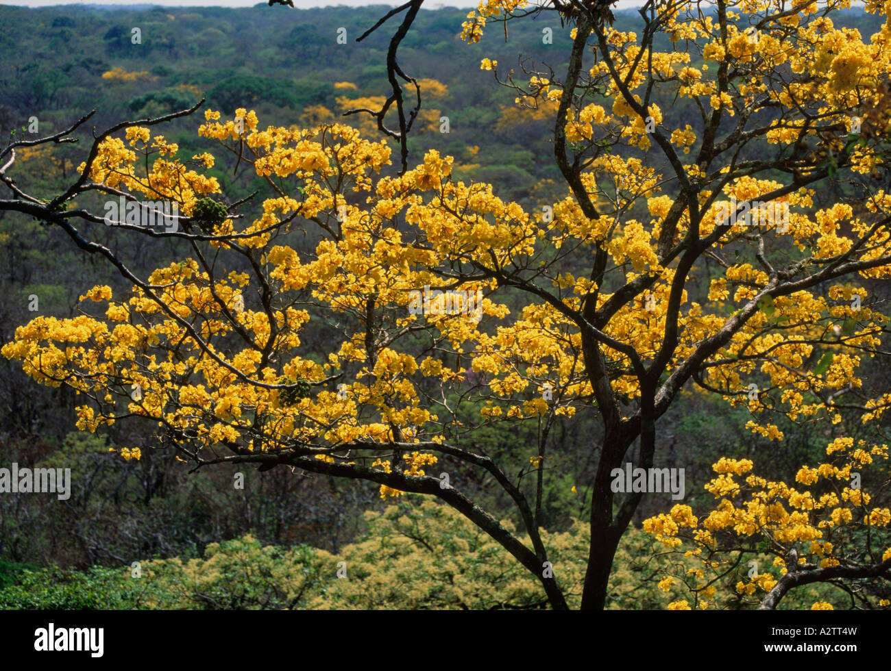 Tabebuia Baum in Blüte in tropischen Trockenwald, Santa Rosa Nationalpark, Costa Rica Stockfoto