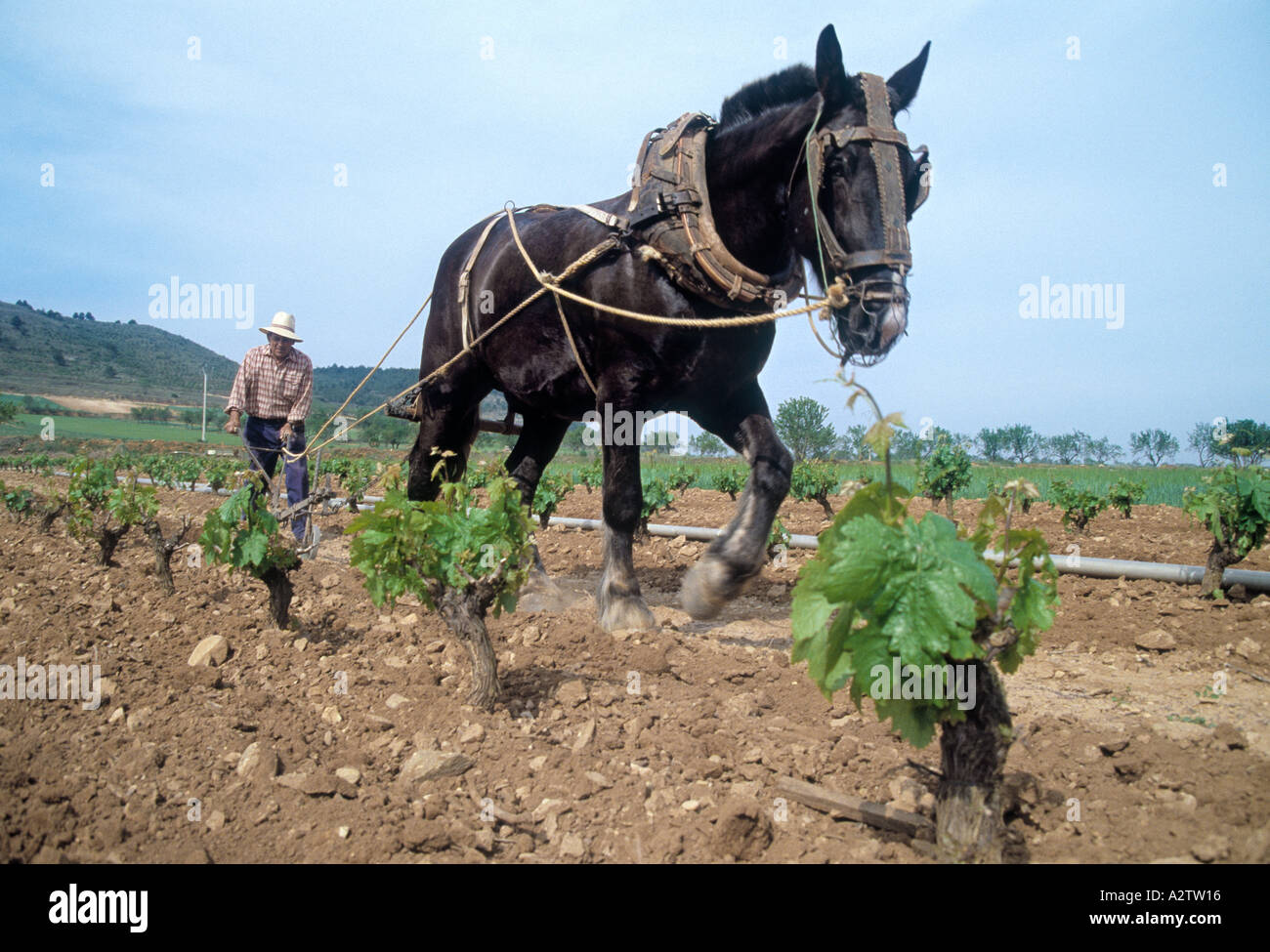 in der Nähe von Briones Logroño Provinz Spanien Pflügen Weinberg Stockfoto