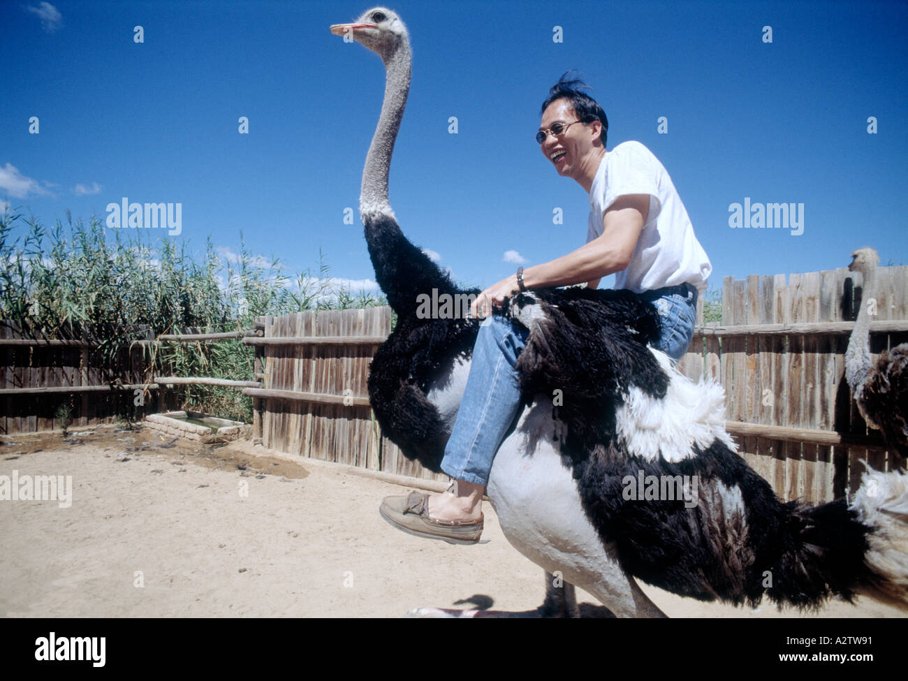 in der Nähe von Oudtshoorn Little Karoo Republik von Südafrika Tourist Reiten Strauß Stockfoto