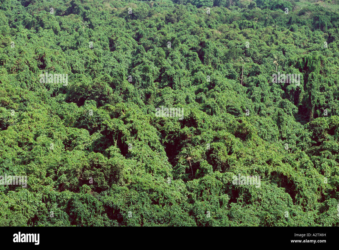 Meile pro Minute Unkraut ersticken native Auwald Arten in Vatthe Erhaltung Bereich Espiritu Santo Vanuatu Stockfoto