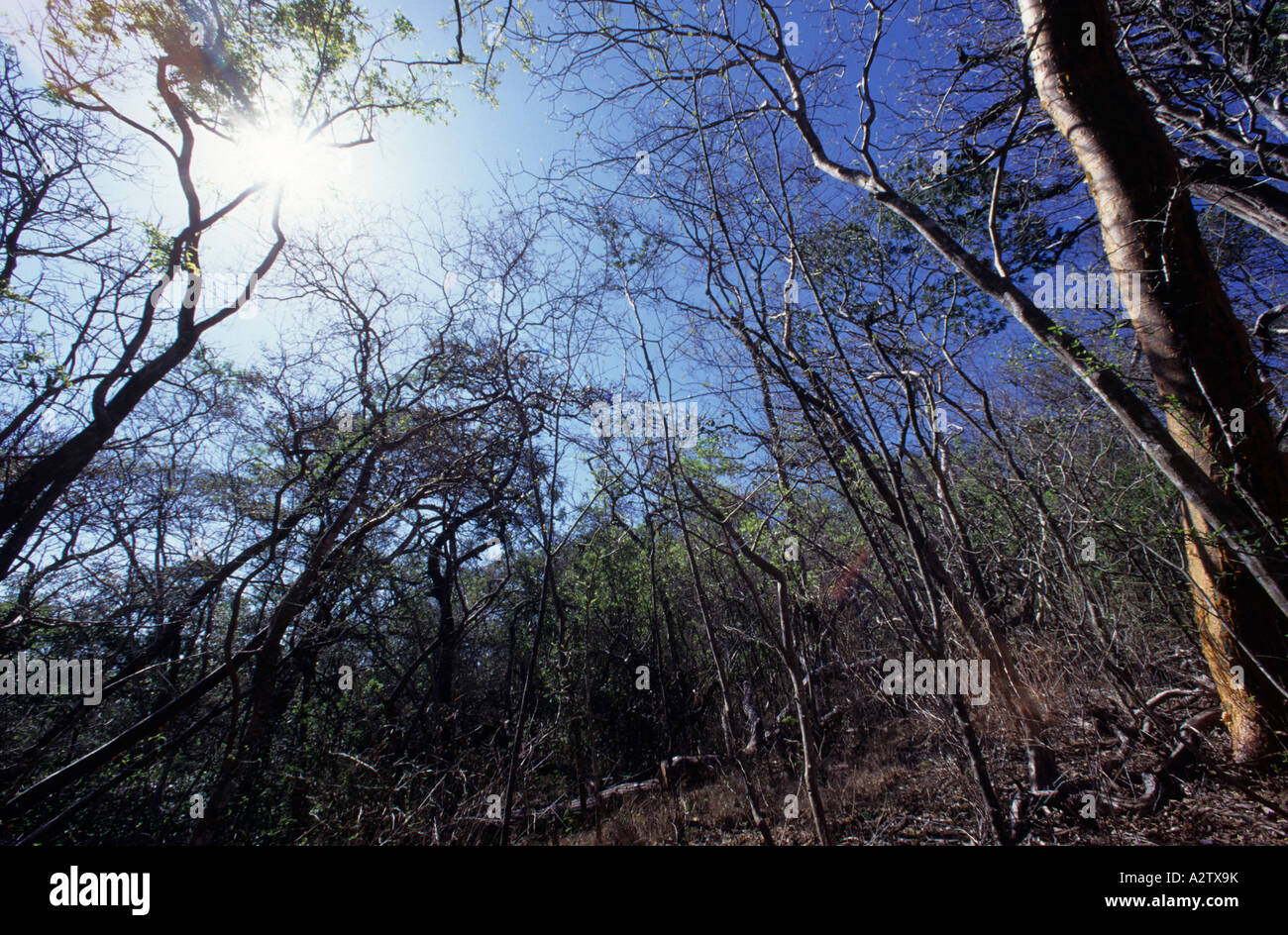 Pazifikküste tropischen Trockenwald Santa Rosa NP Guanacaste Costa Rica Stockfoto
