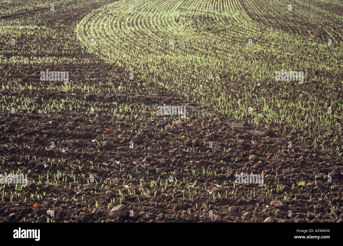 Gemusterte Reihen von Winter Getreide Keimen in einem Feld an einem sonnigen taufrischen nebligen Morgen Stockfoto