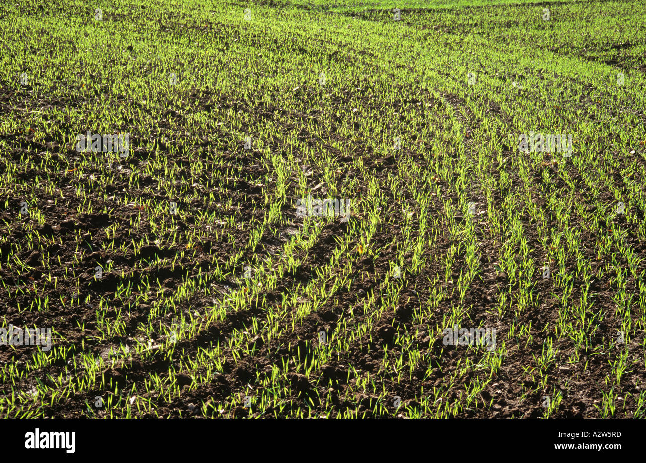 Hinterleuchtete gemustert Reihen von Winter Getreide Keimen in einem Feld Stockfoto