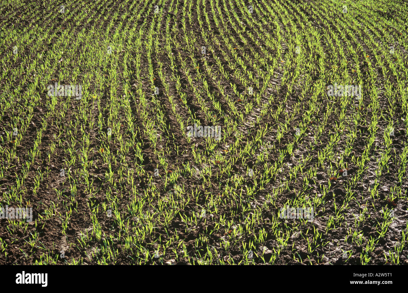 Hinterleuchtete gemustert Reihen von Winter Getreide Keimen in einem Feld Stockfoto