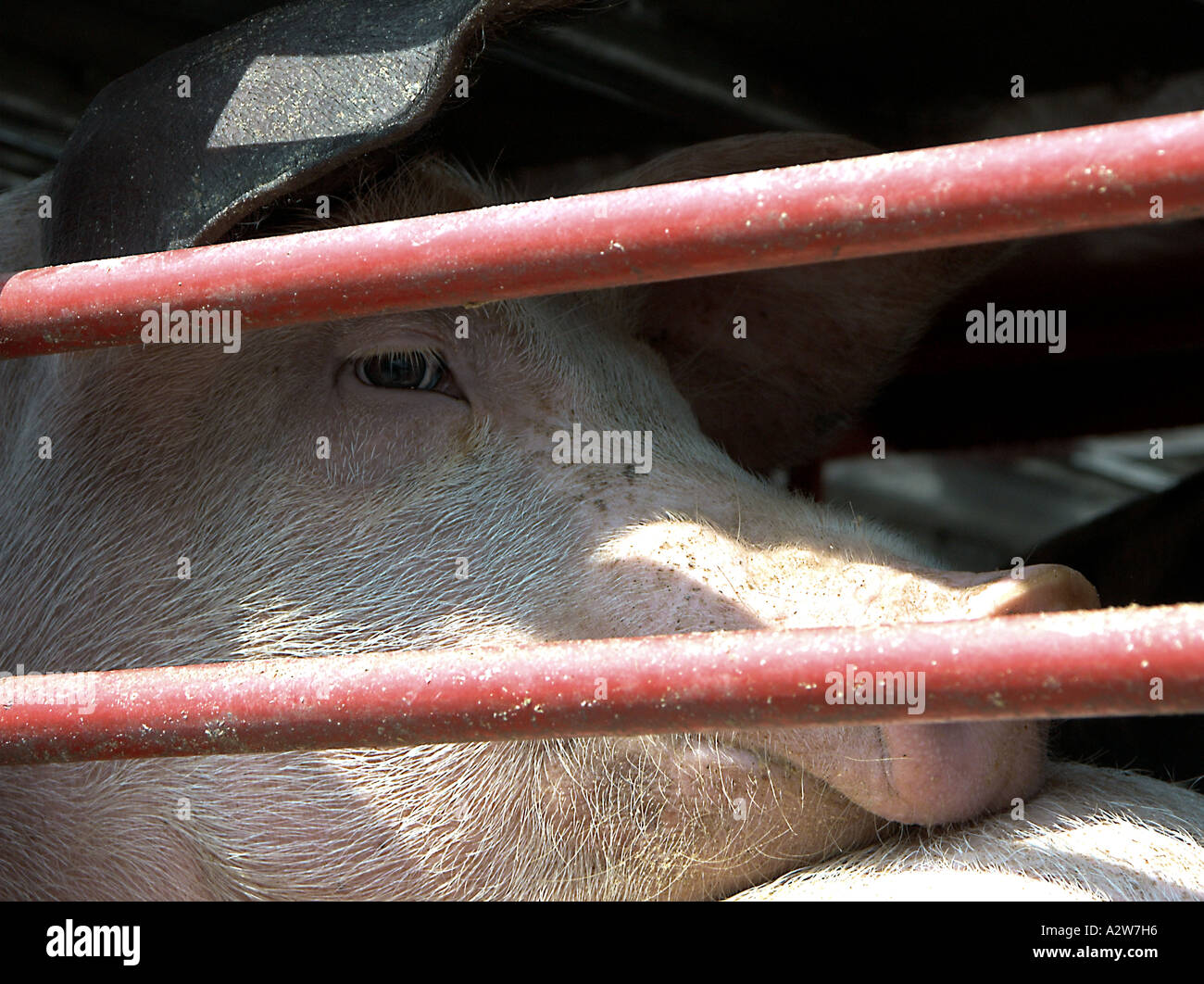 Intensive Schweinehaltung Schweine in einem Stift auf einem Bauernhof in Frankreich Stockfoto