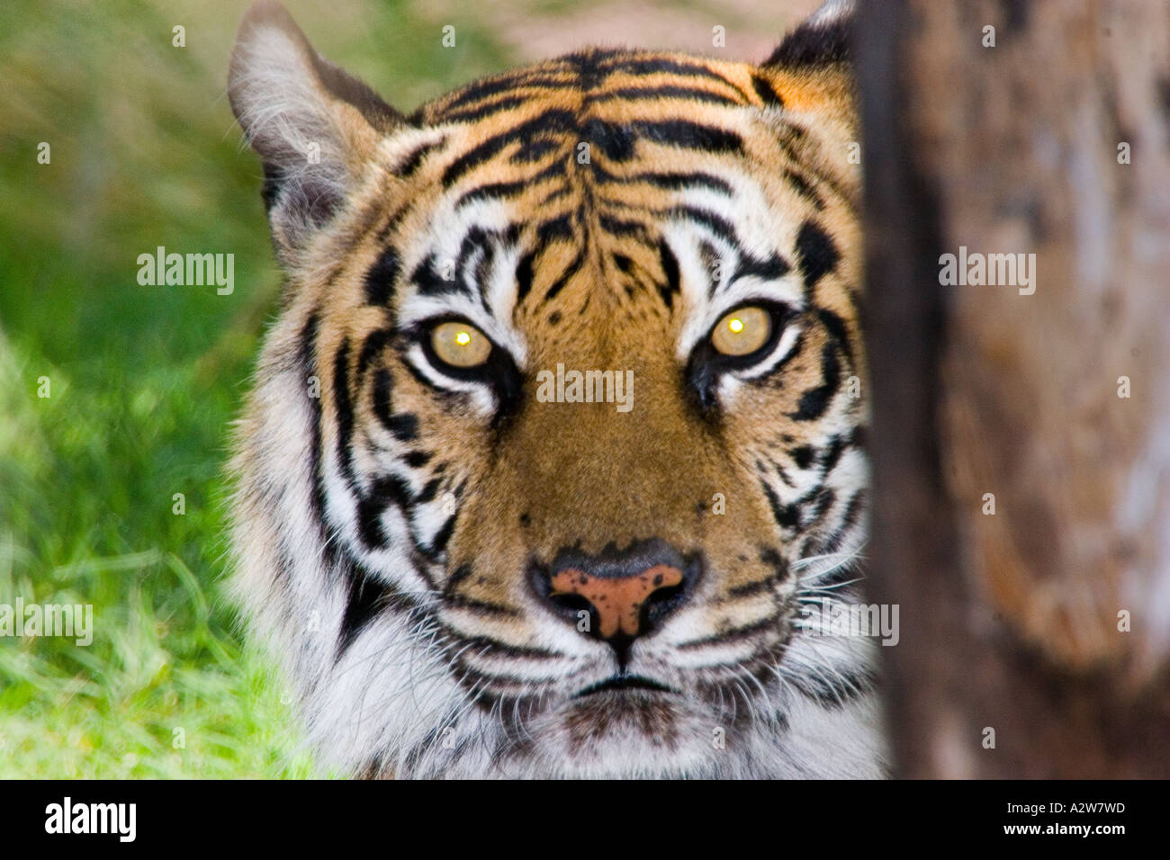 Sumatra-Tiger auf der Suche hinter einem Baum Stockfoto