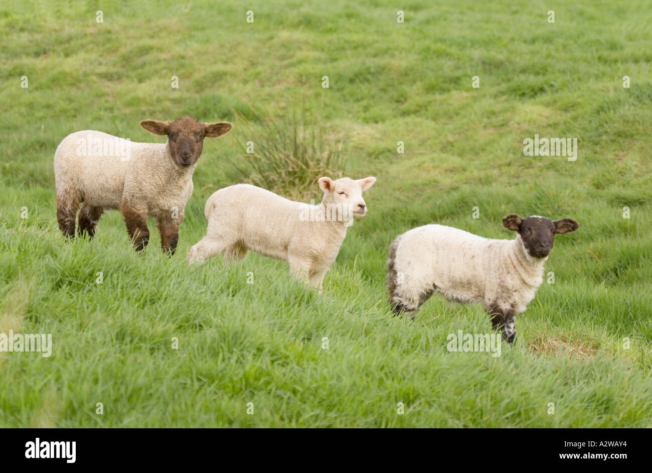 Drei Lämmer stehend in Zeile im Feld mit weißen, braunen und schwarzen Gesichtern Norfolk UK Stockfoto