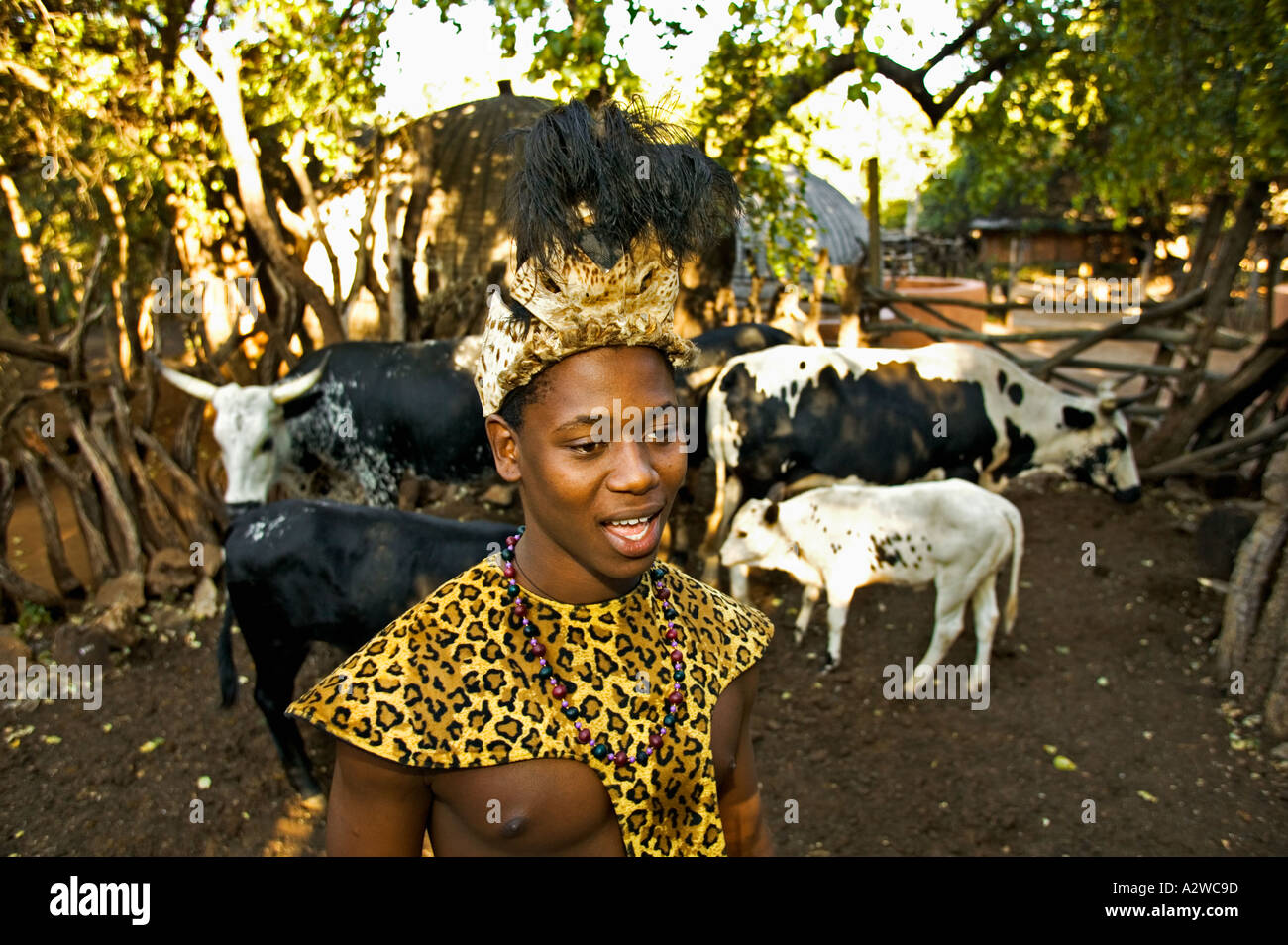 Menschen Zulu Mann in traditioneller Kleidung mit Rindern Lesedi Cultural Village in der Nähe von Johannesburg in Südafrika Stockfoto