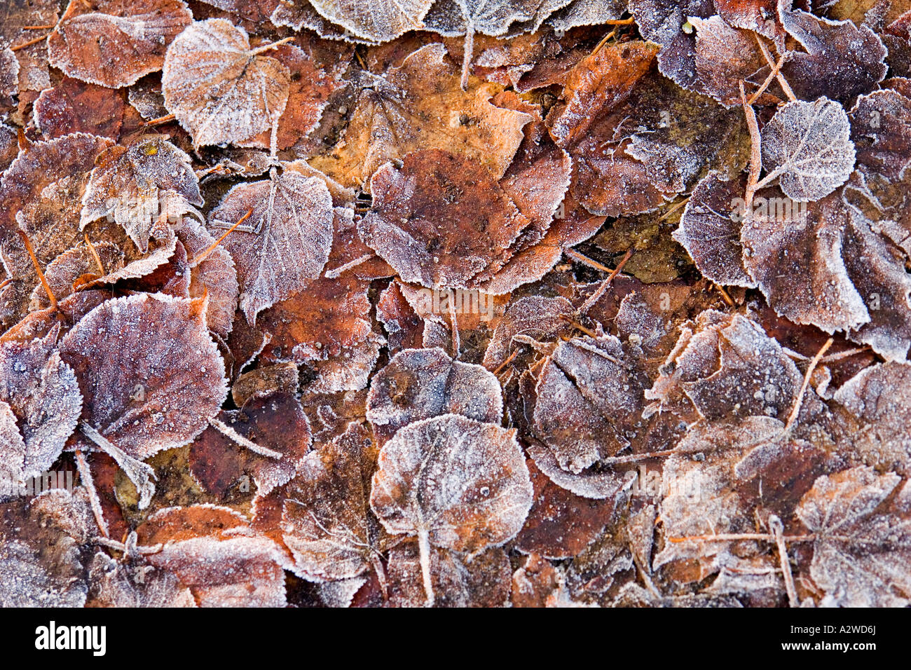 Gefallenen Linde Blättern bedeckt mit Raureif Tilia cordata Stockfoto