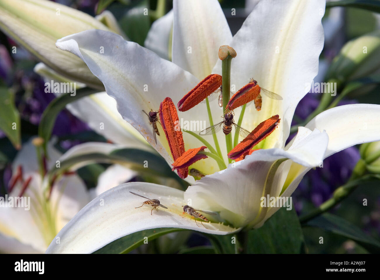 Schwebfliegen nehmen Pollen von lily Stockfoto