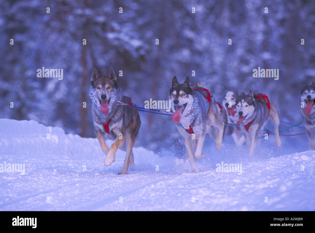 Internationales Schlittenhunderennen in der Nähe der Stadt Falkland in der Okanagan Region British Columbia Kanada Stockfoto