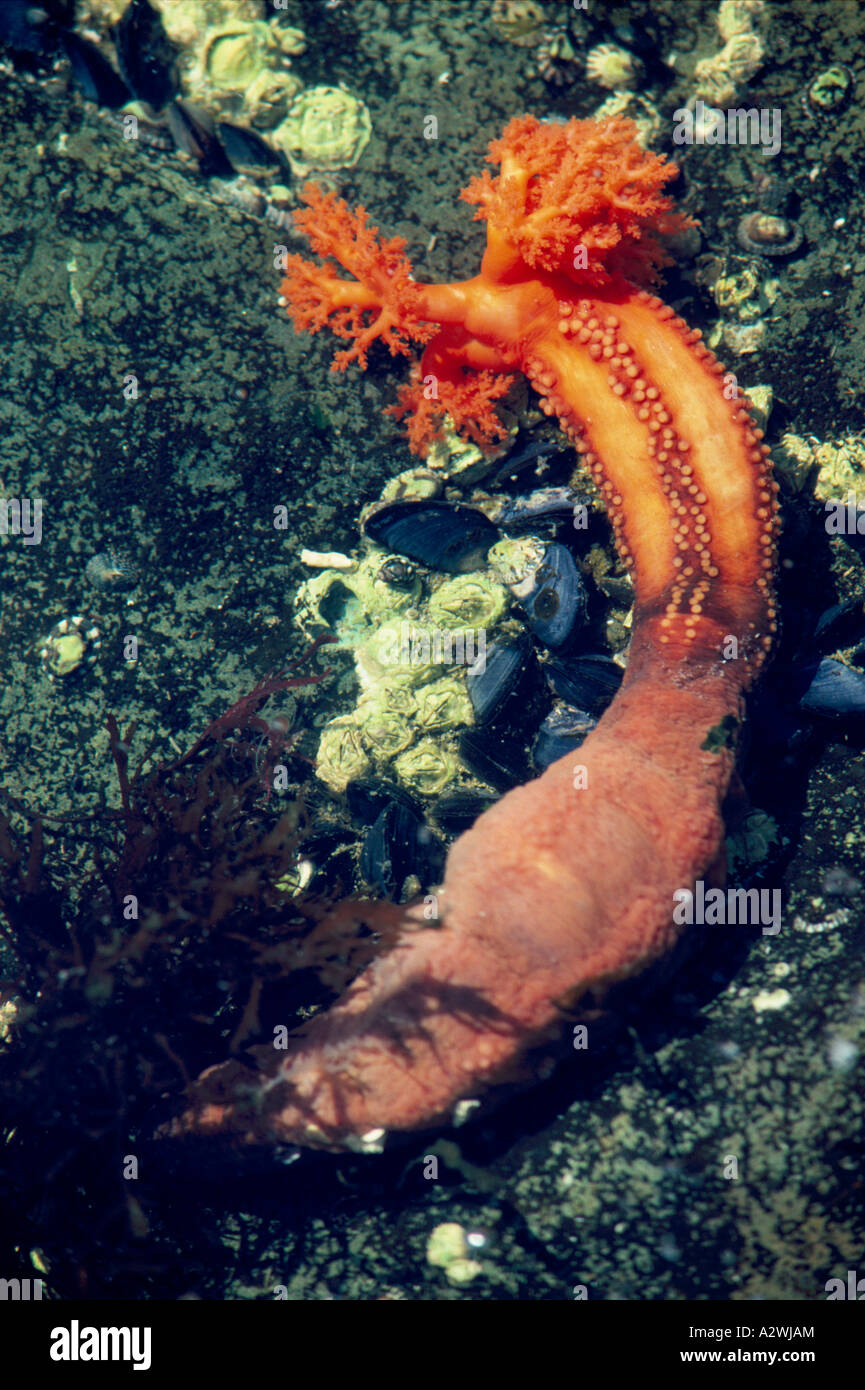 Eine Orange Seegurke (Cucumaria Miniata) in einem Tidal Pool entlang der pazifischen Westküste von British Columbia Kanada Stockfoto