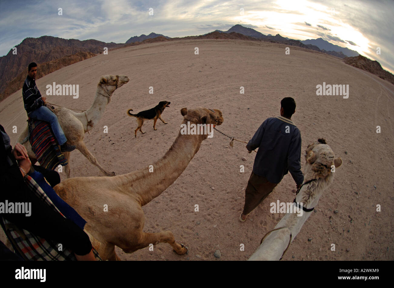 Touristen auf einem Beduinen Kamel reiten in der Nähe von Sharm El Sheikh Ägypten Stockfoto