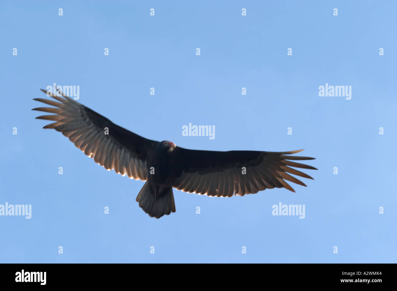 TÜRKEI-GEIER COMMOMLY BEKANNT ALS EIN BUSSARD IM FLUG IM MYAKKA RIVER STATE PARK IN SARASOTA FLORIDA Stockfoto
