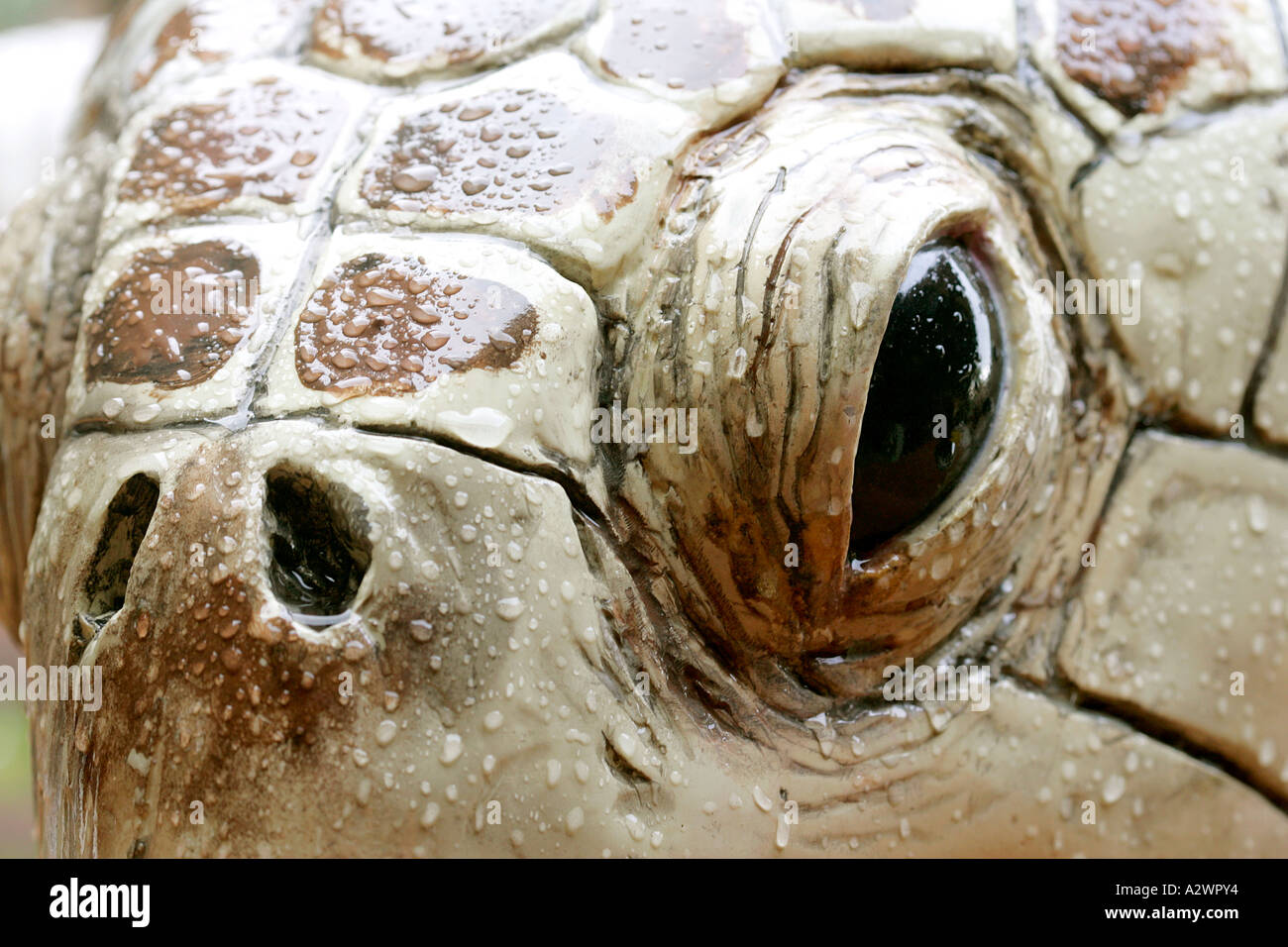 Meeresschildkröte Regentropfen Kopf Auge Blick Wasser Statue Skulptur Stein Gumbo Limbo Umwelt Komplex Süd Süd Südost Stockfoto