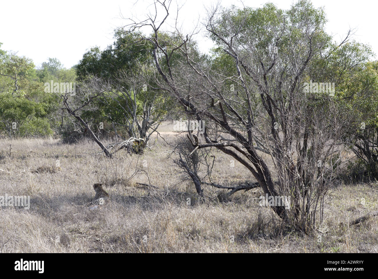 Gepard, Bewachung, Kill, Krüger-Nationalpark (Manyeleti Game Reserve), Südafrika Stockfoto