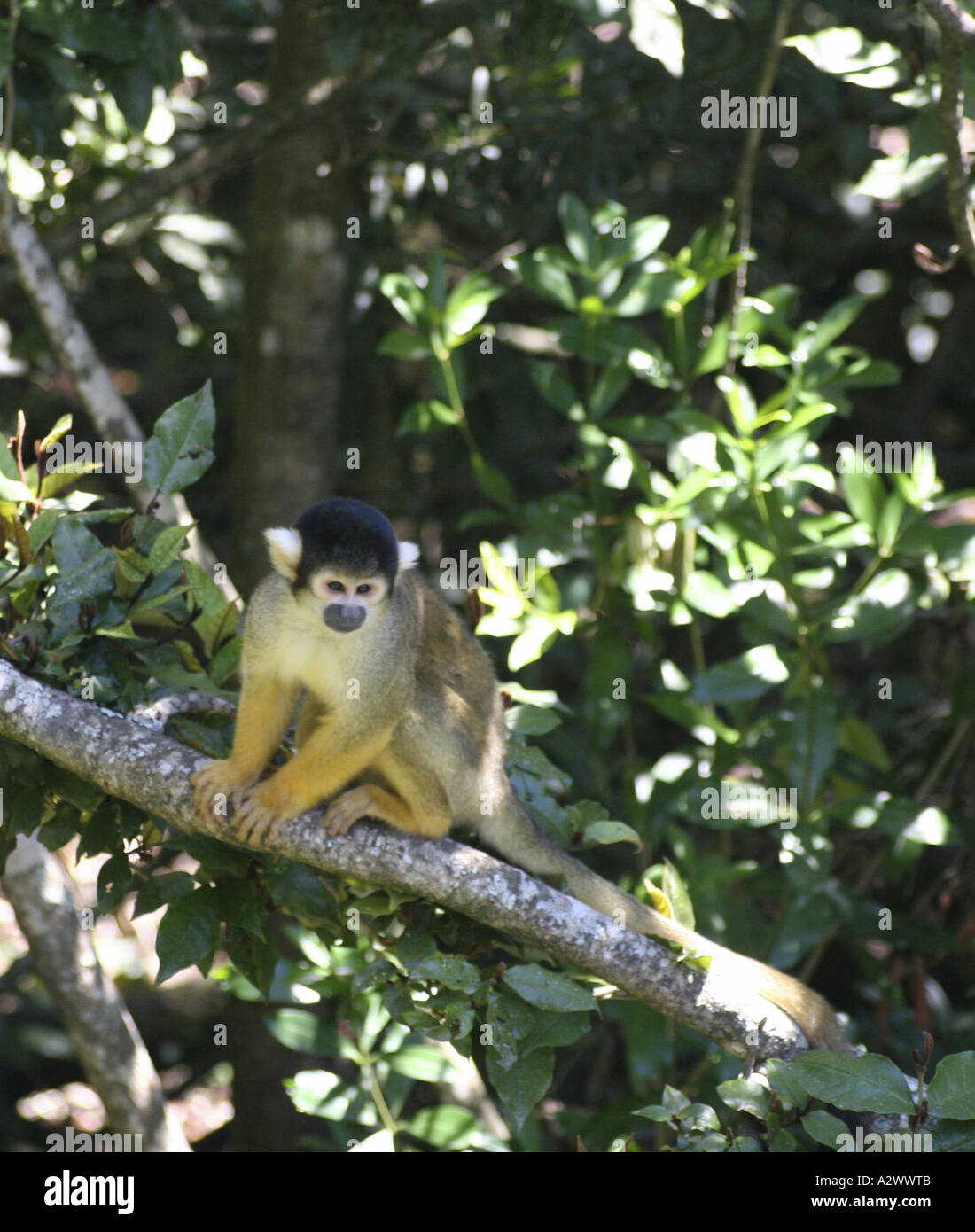 Vervet Affen aus dem Wald Stockfoto